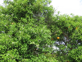 Citrus natsudaidai