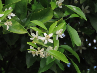 Citrus natsudaidai