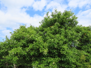 Citrus natsudaidai