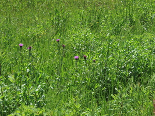 Cirsium japonicum