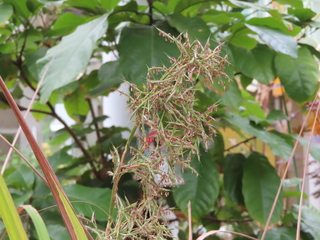 Cymbopogon citratus