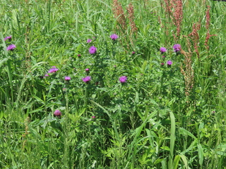 Cirsium japonicum