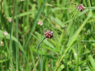 Allium macrostemon