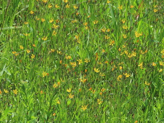Ixeridium dentatum subsp. nipponicum var. albiflorum f. amplifolium