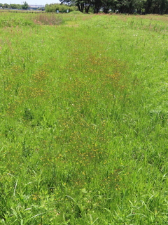 Ixeridium dentatum subsp. nipponicum var. albiflorum f. amplifolium