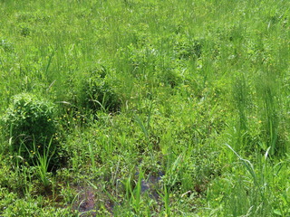 Ranunculus japonicus