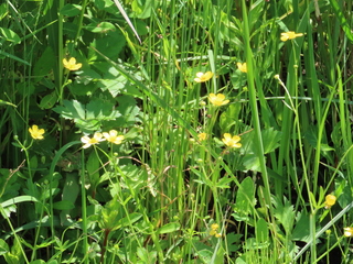 Ranunculus japonicus