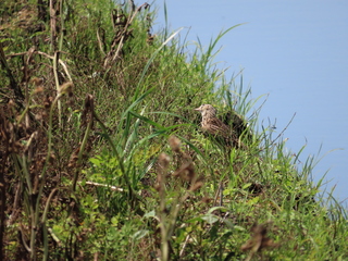 Alauda arvensis