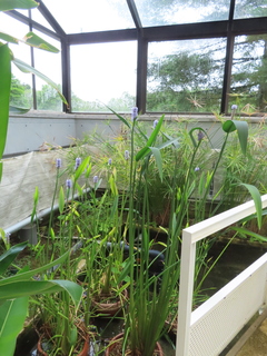 Pontederia cordata