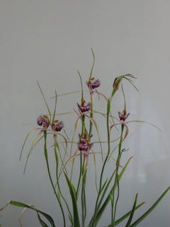 Caladenia serotina