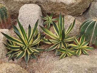 Agave lophantha 'Quadricolor'