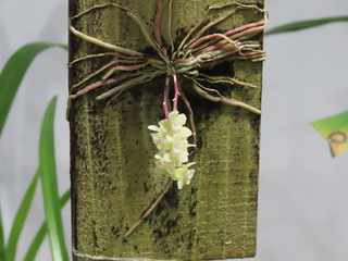 Chiloschista viridiflava