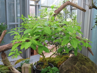 Hydrangea kawagoeana