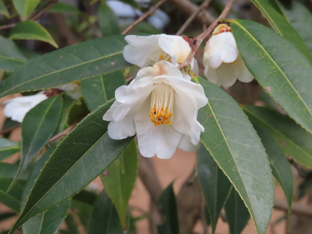 Camellia szechuanensis