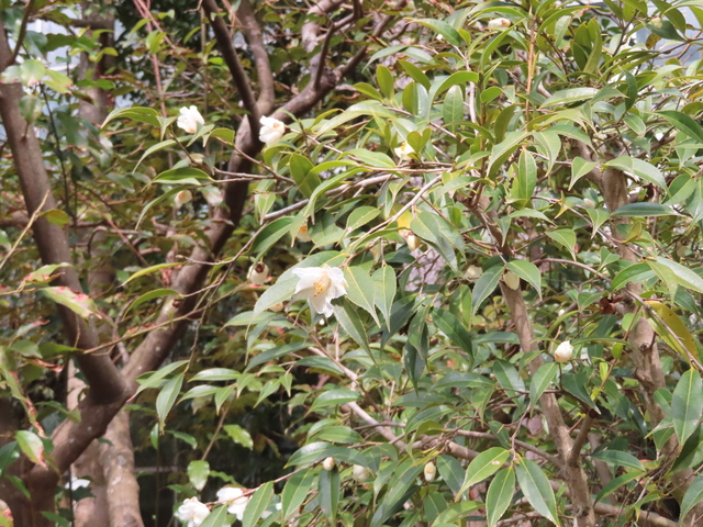 Camellia szechuanensis