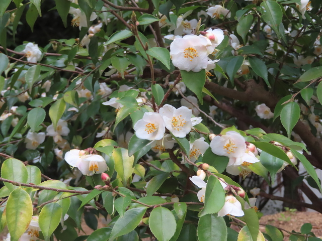 Camellia fraterna