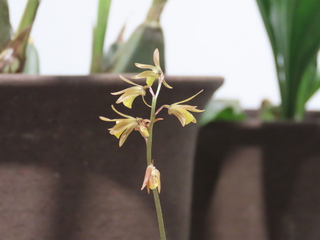 Tainia laxiflora