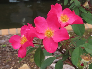 Rosa 'Rose of Picardy'