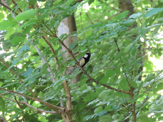 Parus minor