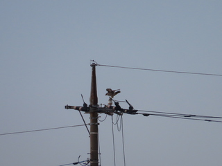 Falco peregrinus pealei