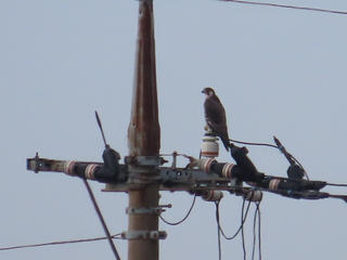 Falco peregrinus pealei