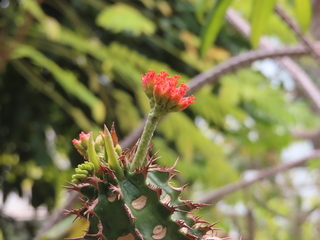 Euphorbia viguieri var. capuroniana?
