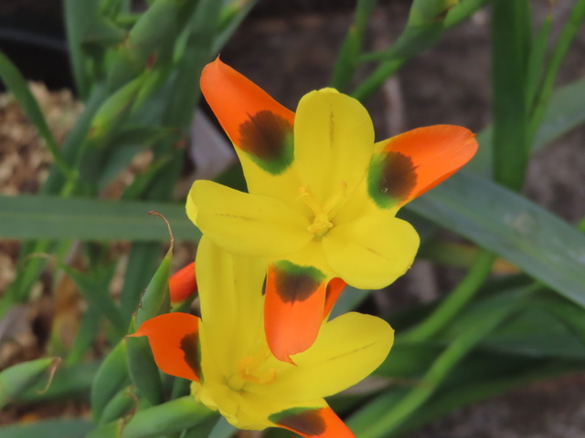 Moraea elegans