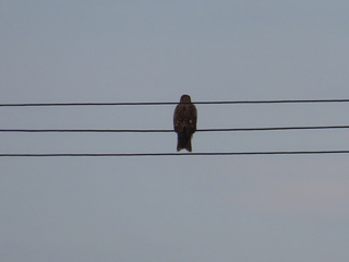 Milvus migrans