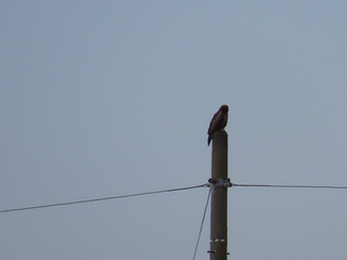 Milvus migrans
