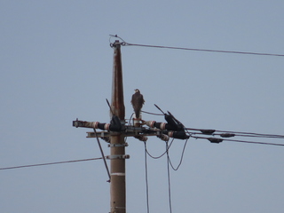 Falco peregrinus pealei
