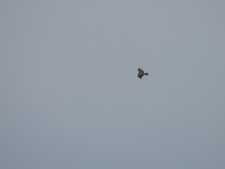 Milvus migrans