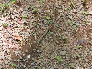 Takydromus tachydromoides