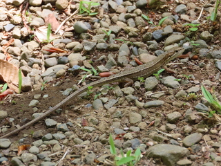 Takydromus tachydromoides