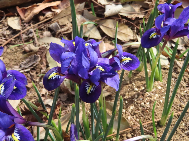 Iris reticulata 'Blue Hill'