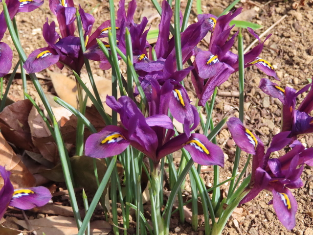 Iris reticulata 'J.S.Daito'