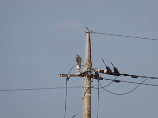Falco peregrinus pealei