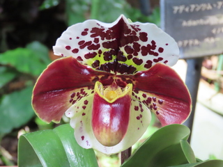 Paphiopedilum cv. (unregistered) 'Chi'