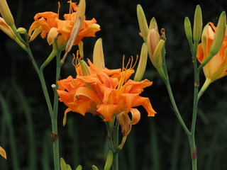 Hemerocallis fulva var. kwanso