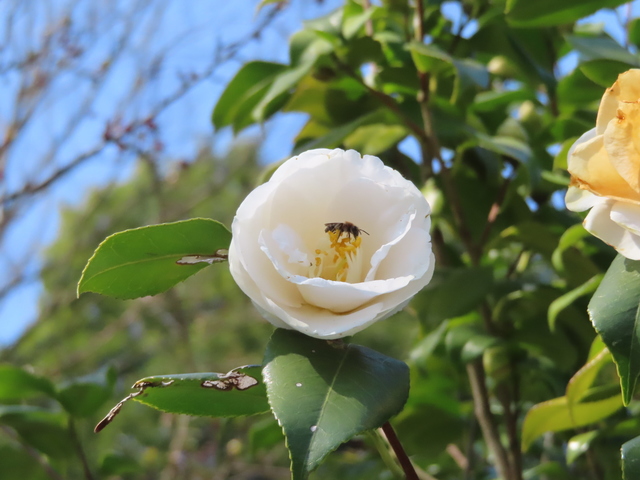 Camellia cv.