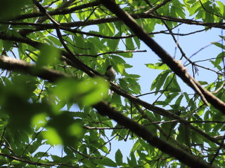 IMG_4042.JPG