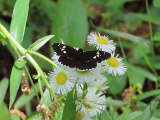 Daimio tethys