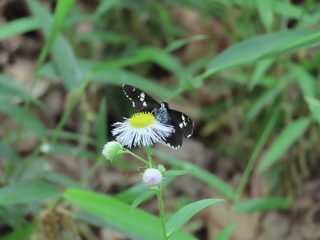 Daimio tethys