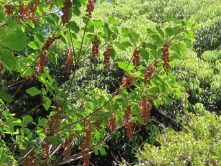 Enkianthus sikokianus