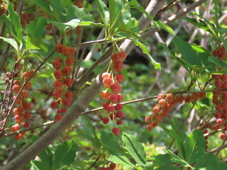 Enkianthus sikokianus