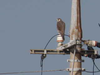 Falco peregrinus pealei