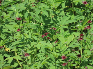 Comarum palustre