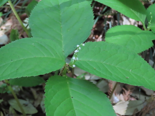 Chloranthus serratus