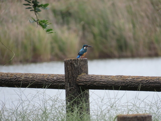 Alcedo atthis