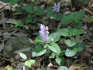 Scutellaria tsusimensis