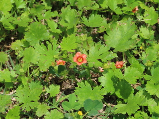 IMG_4084.JPG